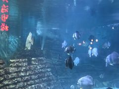 -烟台海昌鲸鲨海洋公园