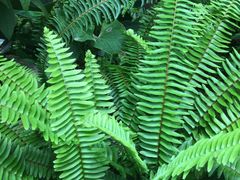 -国家植物园南园