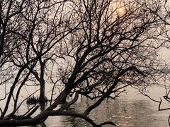 -宝安西湾红树林湿地公园