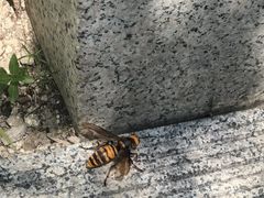-北京凤凰岭