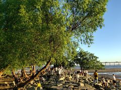 -宝安西湾红树林湿地公园