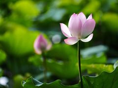 -荔枝公园(福田区)
