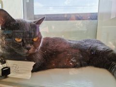 -70cat德文卷毛猫·缅因猫纯种猫舍