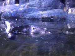 -暹罗海洋世界