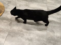 -楼上猫咖(罗湖店)