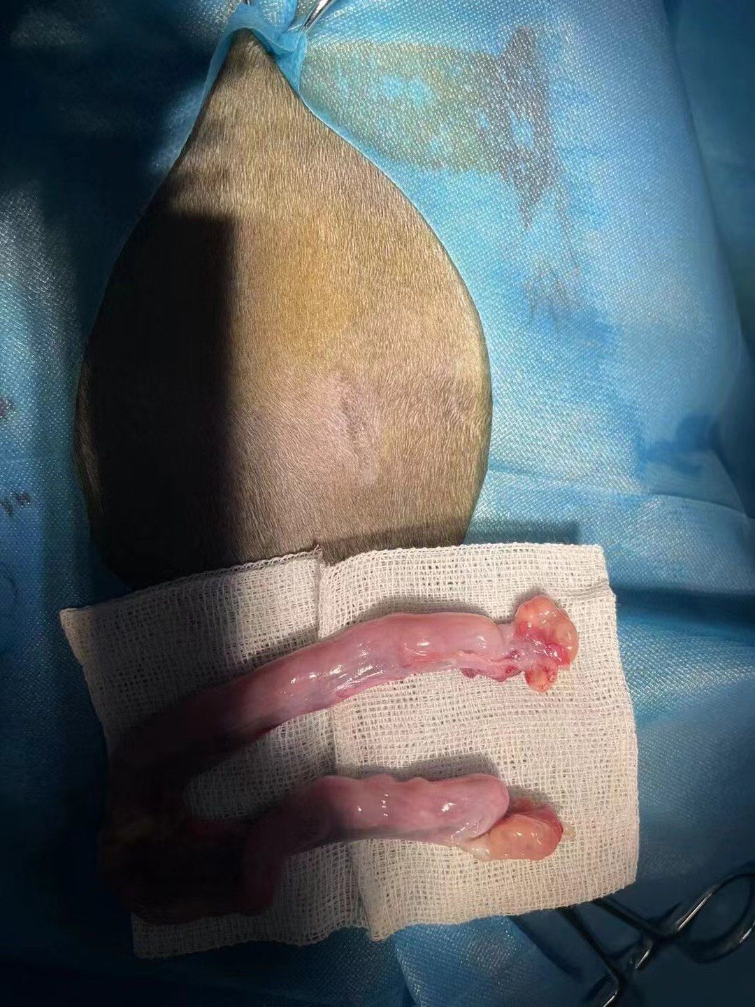 7.2母猫超声刀豪华套餐绝育手术