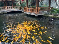 -南宫五洲植物乐园