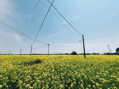 -西京湾花海
