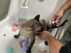 -安安宠医·臻爱宠物医院(簇锦北路分院)