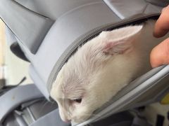 -宠颐生宠物医院·心肾内科·猫专科诊疗中心宠巢店