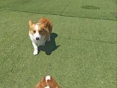 -宠物寄养训练学校