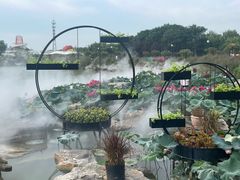 -荷兰花海