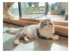 -瞄一喵猫咖(格力海岸店)