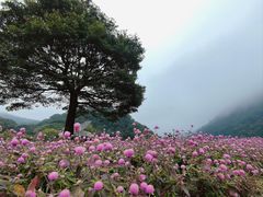-广州市石门国家森林公园