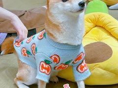-逗柴咖啡屋·狗咖猫咖宠物桌游