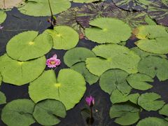 -云溪植物园