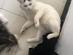 -纳吉亚猫专科动物诊疗中心(蒋宅口分院)