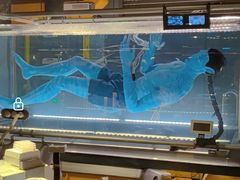 -奥兰多迪士尼动物王国乐园