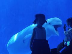 -多彩贵州城极地海洋世界