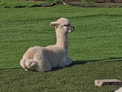 -朝阳公园游乐园