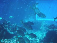 -海棠湾洲际-涛·海底餐厅·美人鱼·自助餐·海底隧道