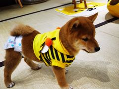 -逗柴咖啡屋·狗咖猫咖宠物桌游