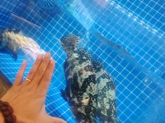 -连鹭海鲜·海肠捞饭·海胆饭(星海店)