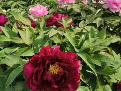-莲花池公园