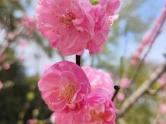 -顾村公园