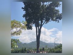 -大树秋千