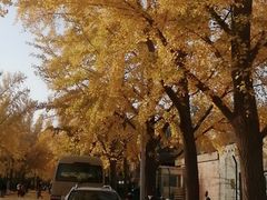 -三里屯东五街银杏大道