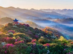 -贵州百里杜鹃风景名胜区