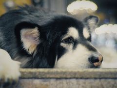 -more than meow吴止猫主题餐厅(承德 中船汇店)