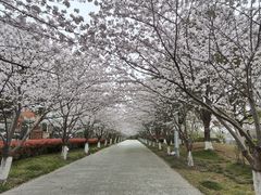 -高东镇樱花园