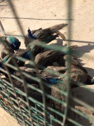 -萌宠亲子动物乐园(槐房万达店)