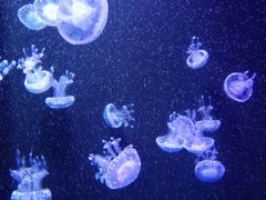 -成都浩海立方海洋公园