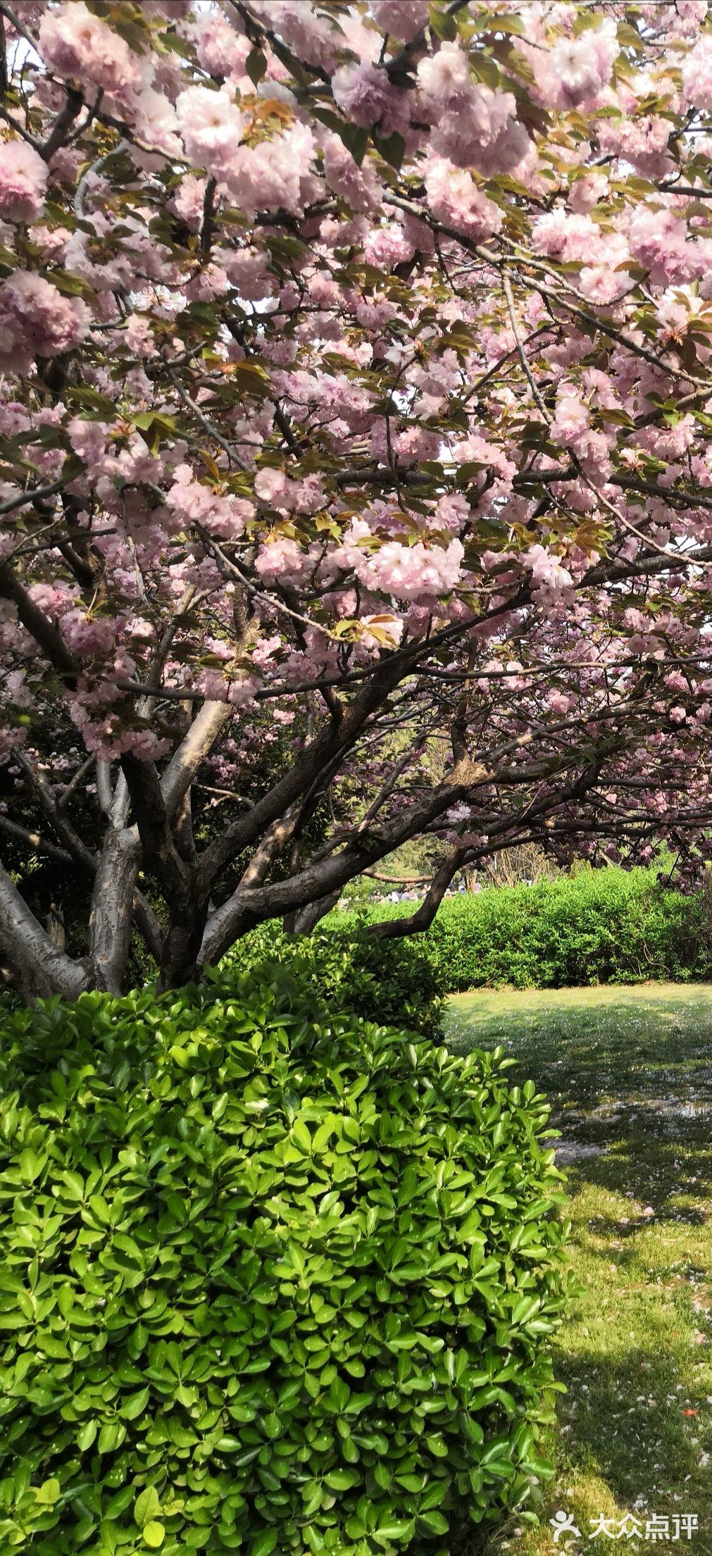 春天的碧沙岗公园,百花盛开的时候,周末来到这里走走