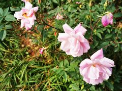 -南宁良凤江国家森林公园