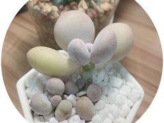 -武汉花鸟市场
