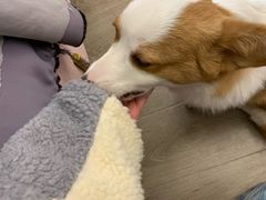 -浣熊柯尔鸭土拨鼠·电玩咖