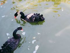 -无锡动物园·太湖欢乐园