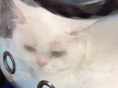 -瑞派福兴宠物医院犬猫全科·骨科·中西医结合(河东店)