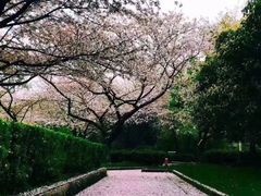 -武汉大学-樱园