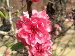 -南国桃园旅游度假区