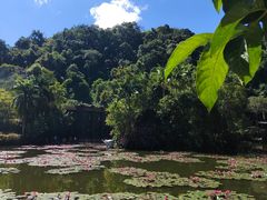 -野象谷景区