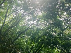 -上海佘山国家森林公园天马山园