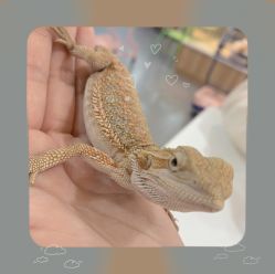 -Moni星球萌宠·小马宝莉·灵蛇·高端高阶全萌宠互动体验俱乐部(红豆国际广场店)