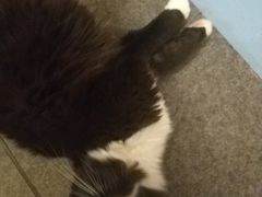 -猫色咖啡·猫咖