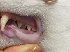 -宠爱国际动物医院·消化内科·心肾内科·ISFM猫友好(望京店)