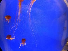 -上海海洋水族馆